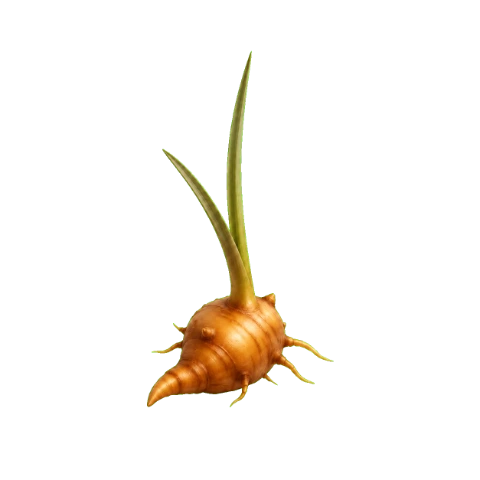 Cyperus Rotundus